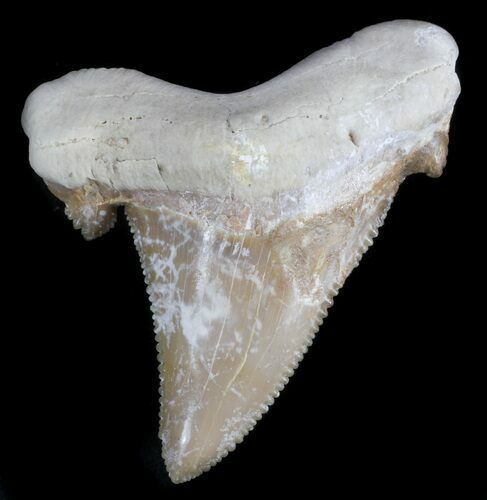 Auriculatus Fossil Shark Tooth - Morocco #35861